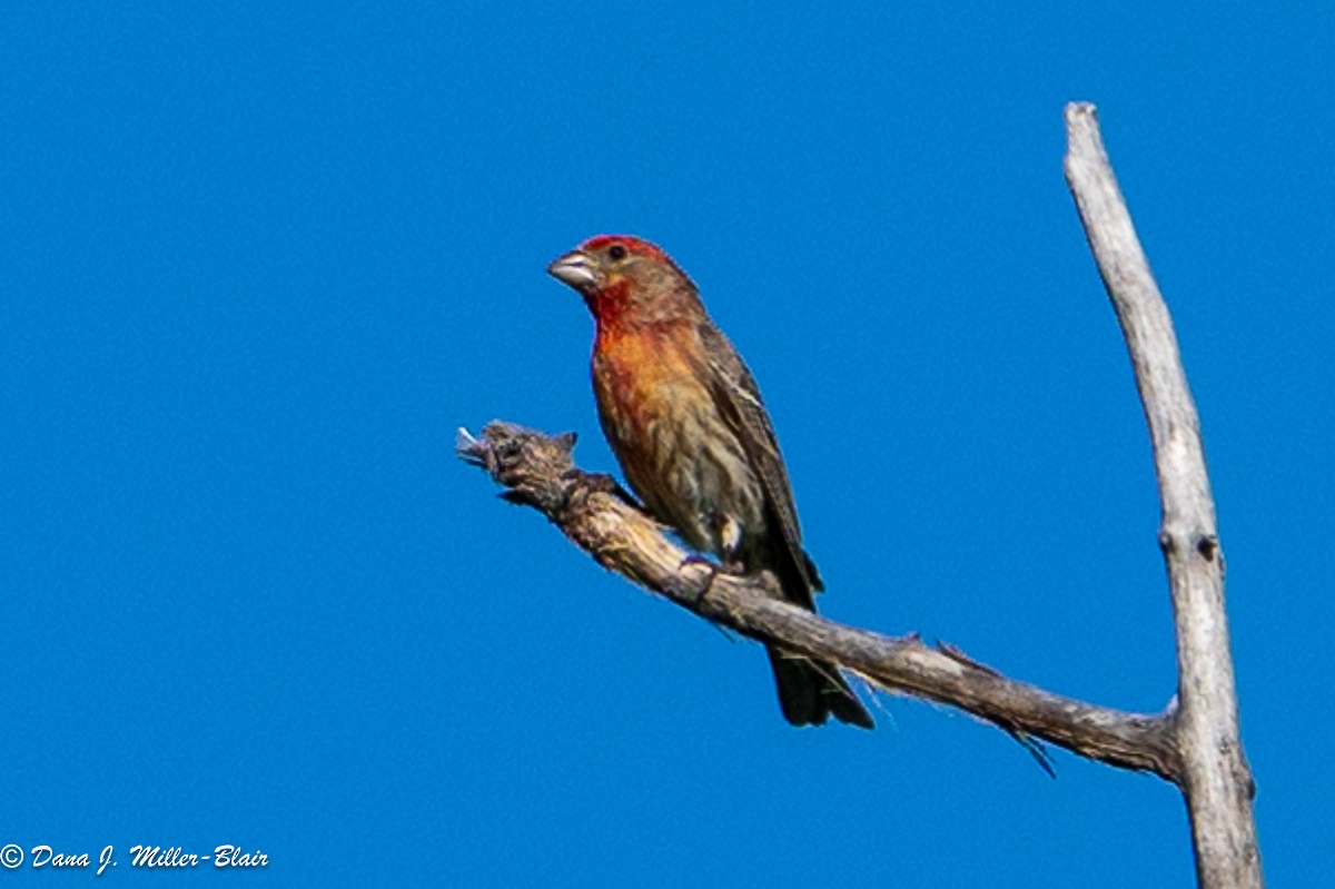 House Finch - Dana Miller-Blair