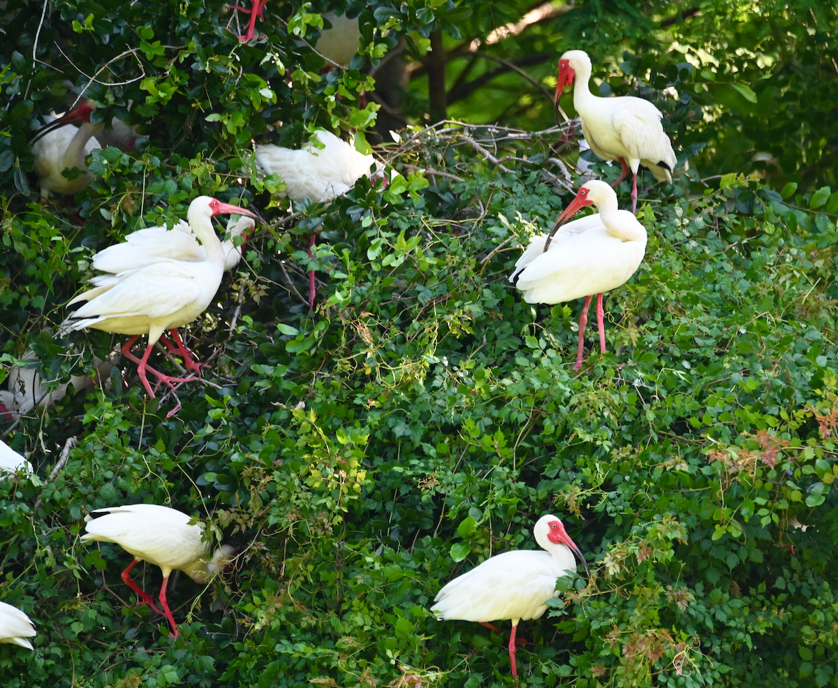 White Ibis - Heather Buttonow