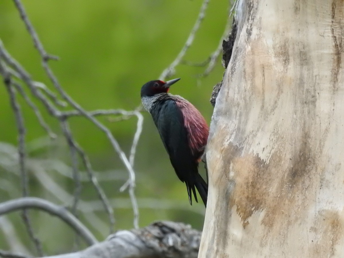 Lewis's Woodpecker - ML619552343