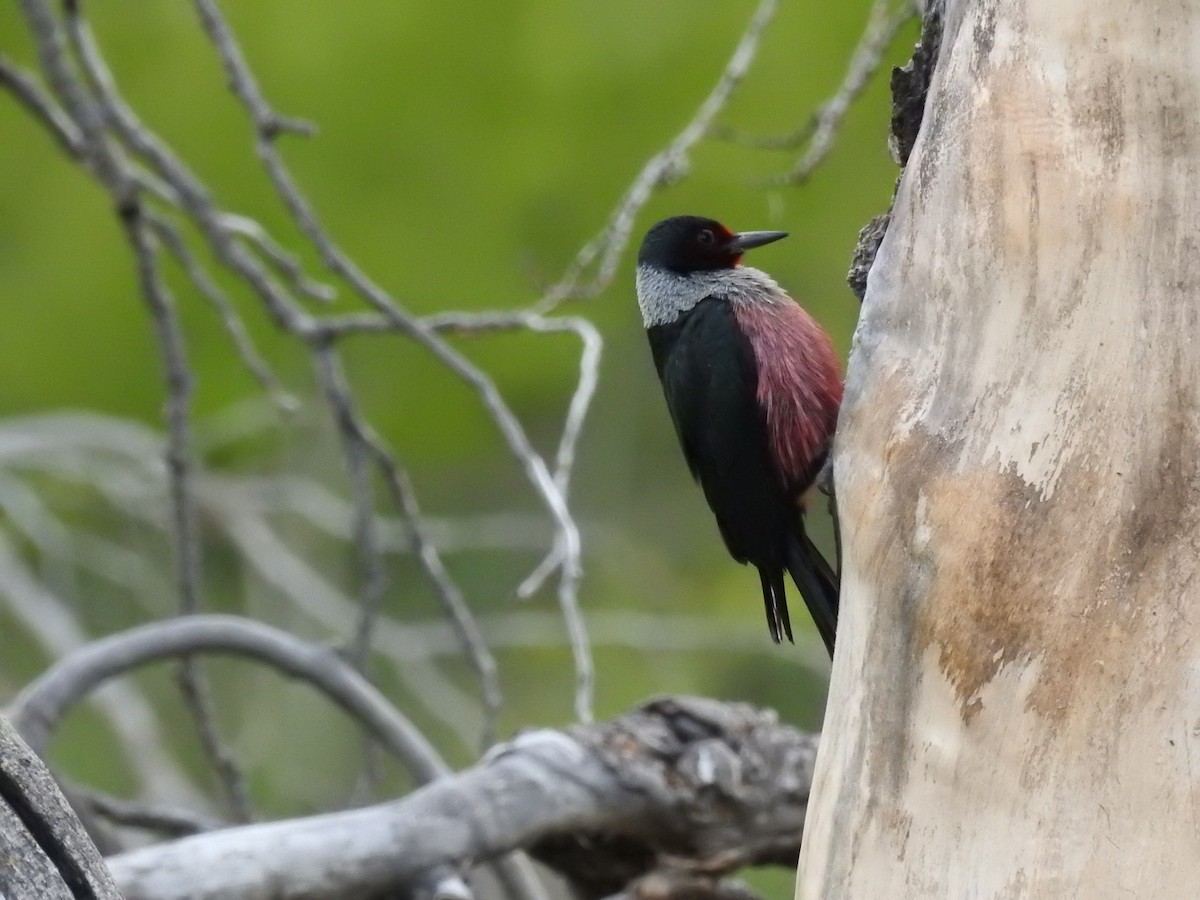 Lewis's Woodpecker - ML619552344