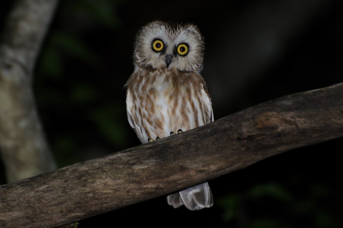 Northern Saw-whet Owl - ML619552345