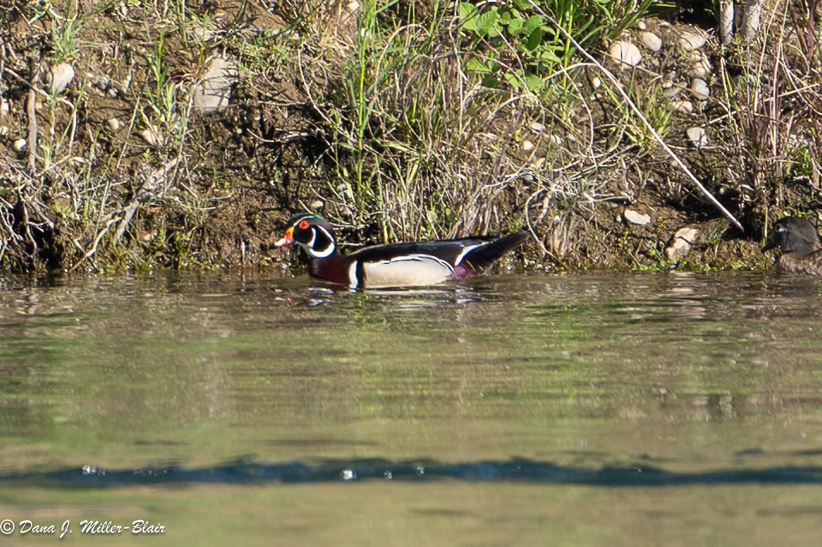 Wood Duck - Dana Miller-Blair