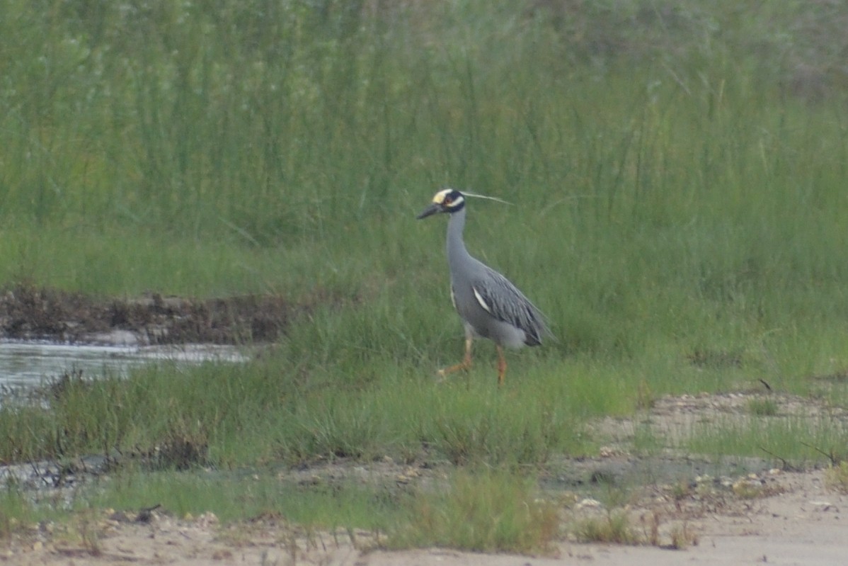 Yellow-crowned Night Heron - ML619552353