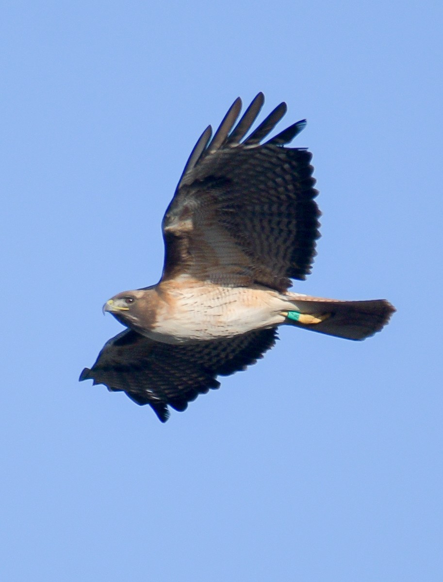 Red-tailed Hawk - francesca pastine