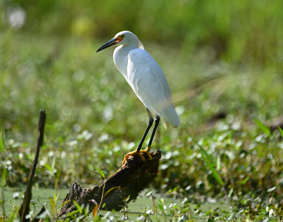 Snowy Egret - Heather Buttonow