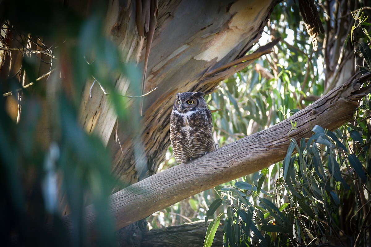 Great Horned Owl - francesca pastine