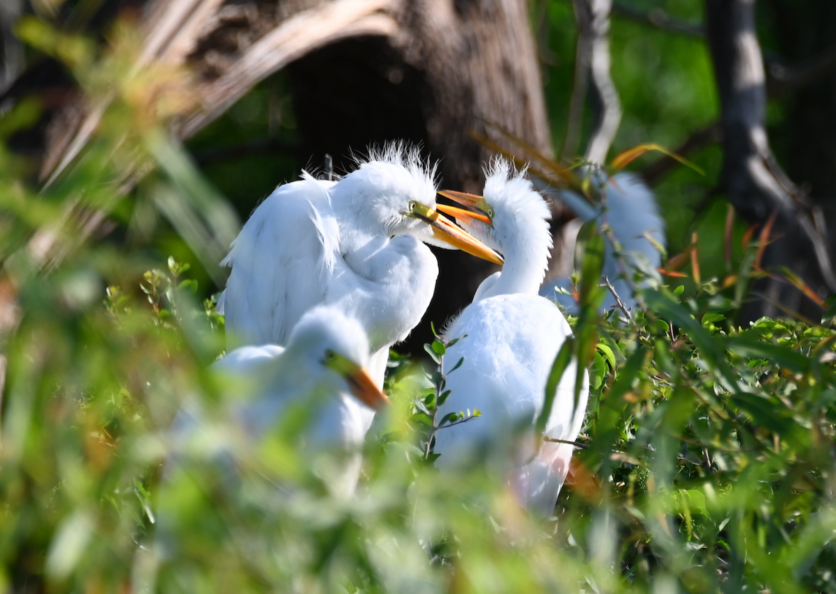 Great Egret - Heather Buttonow