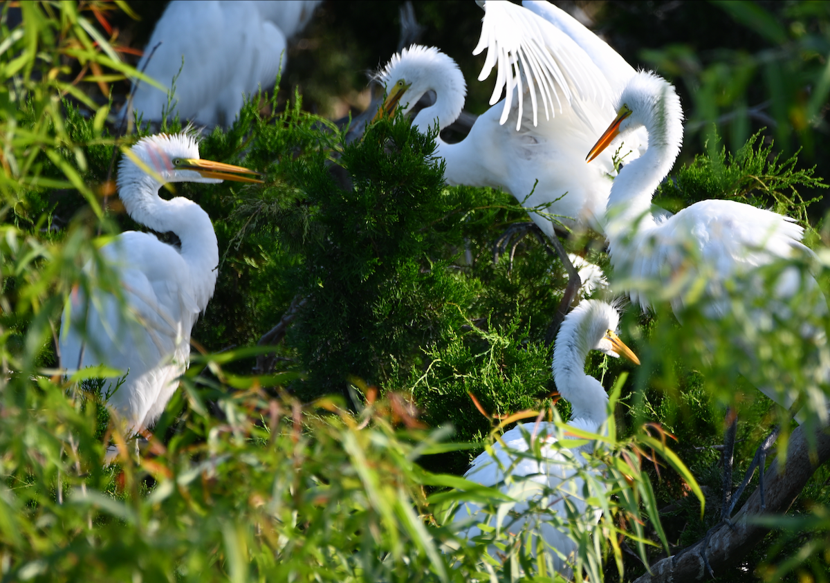 Great Egret - Heather Buttonow