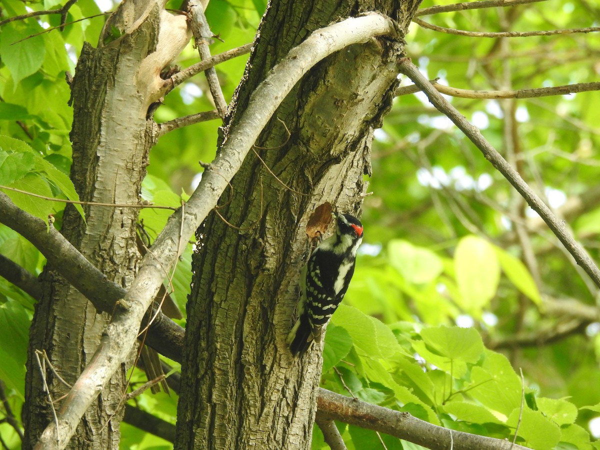 Downy Woodpecker - ML619552373