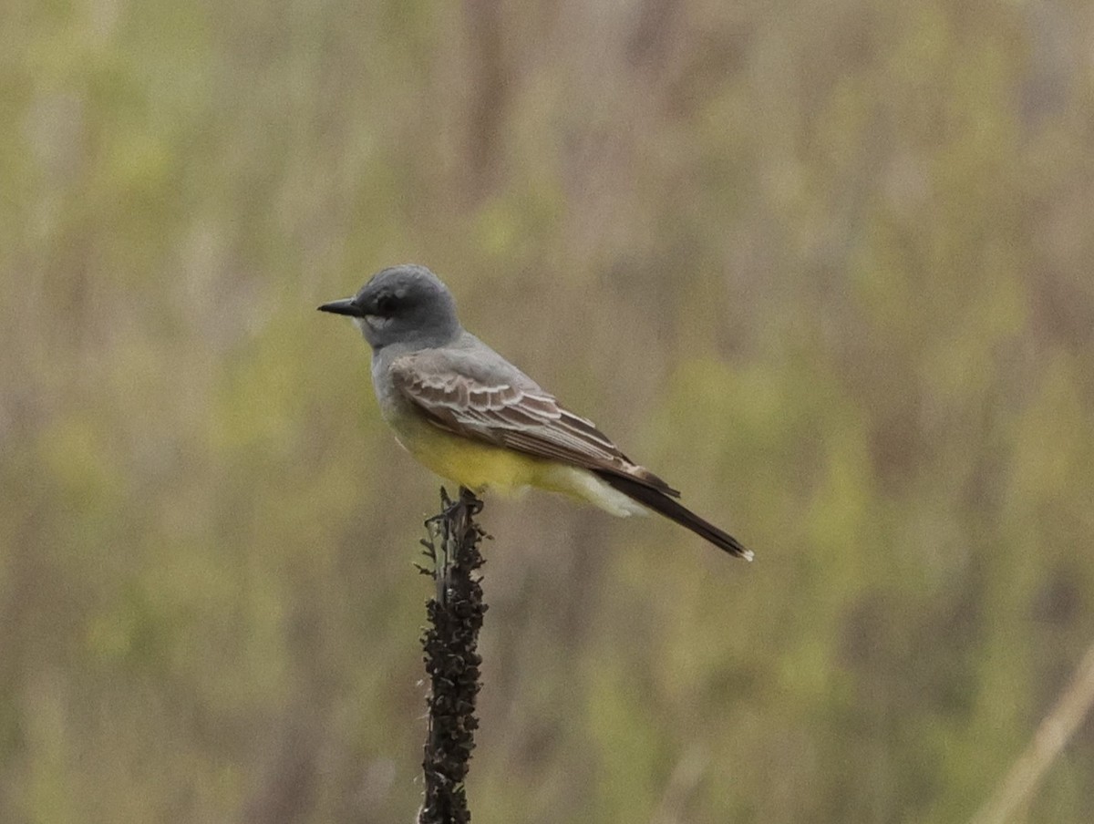 Cassin's Kingbird - Chris Gilbert