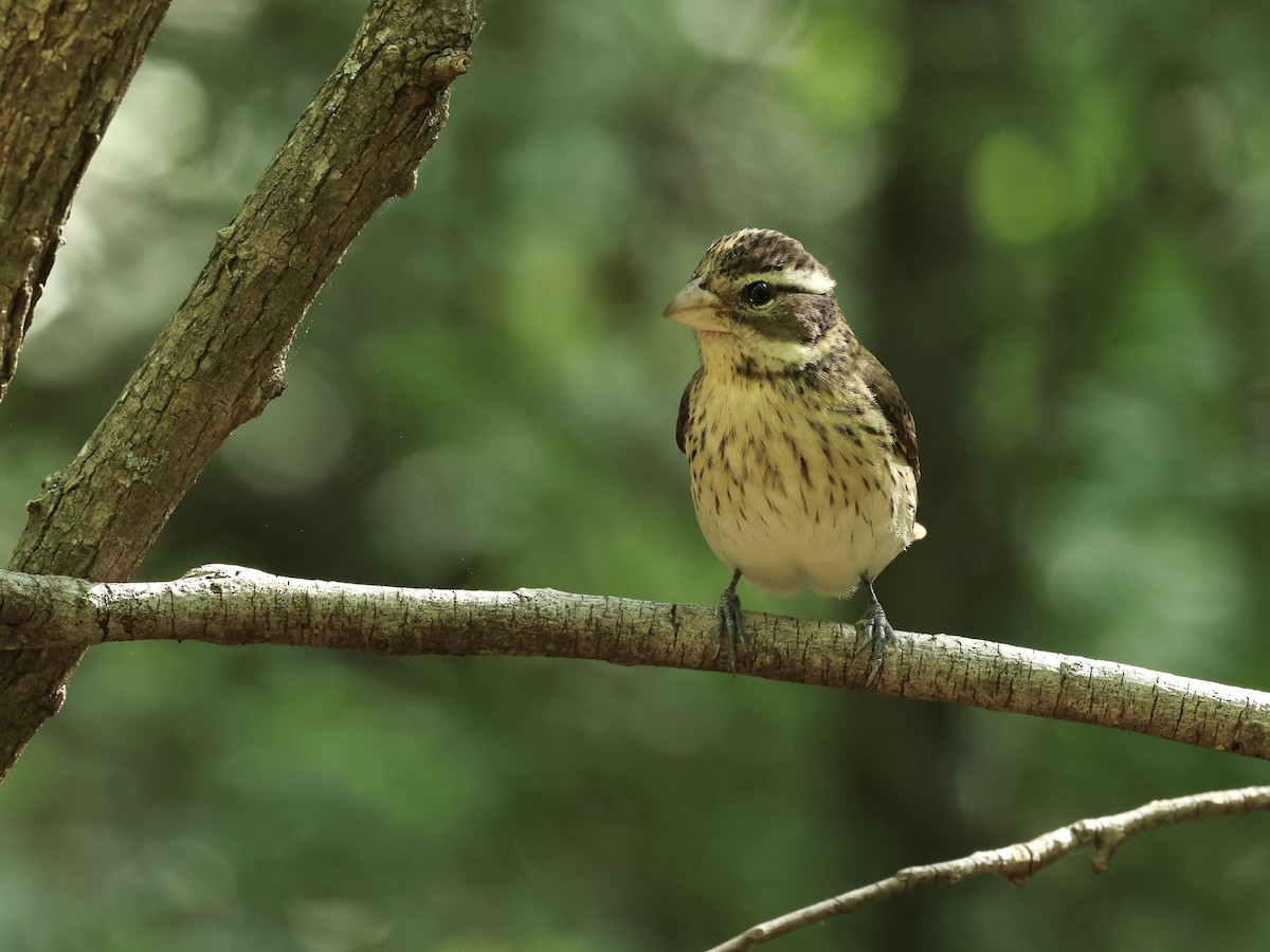 Rose-breasted Grosbeak - Grace Simms  🐦‍⬛