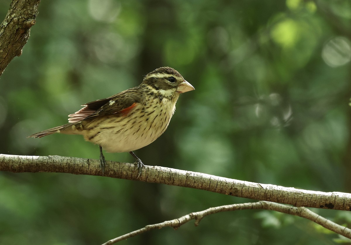 Rose-breasted Grosbeak - Grace Simms  🐦‍⬛