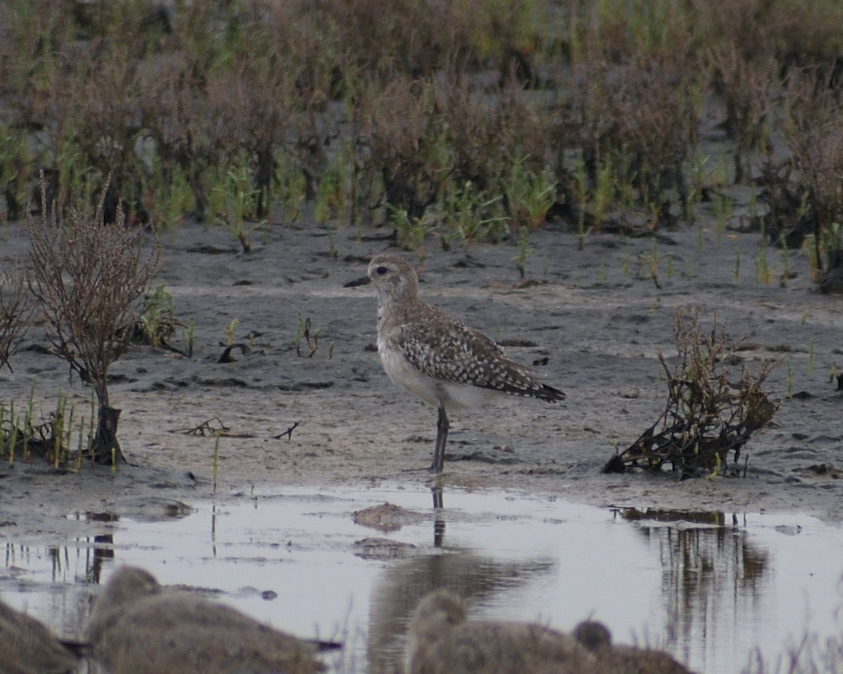 Black-bellied Plover - M Kelly