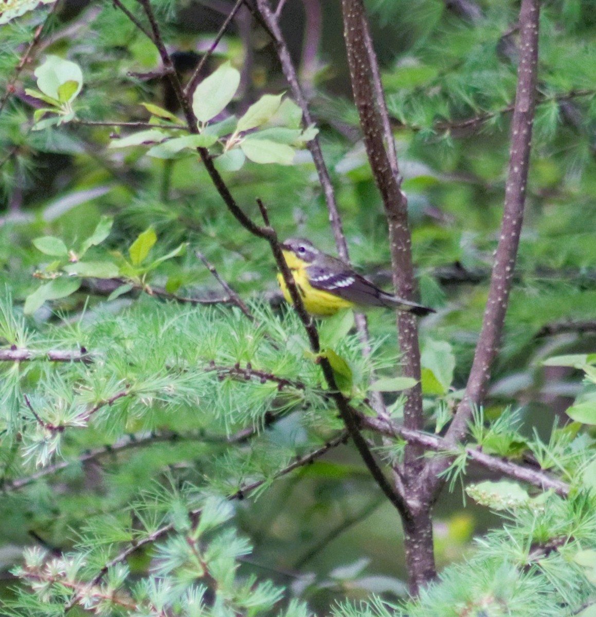 Magnolia Warbler - Cindy Grimes