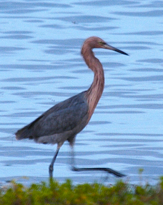 Reddish Egret - johnny powell