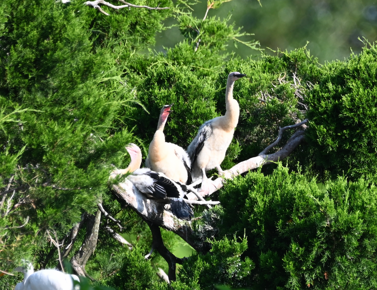 Anhinga - Heather Buttonow