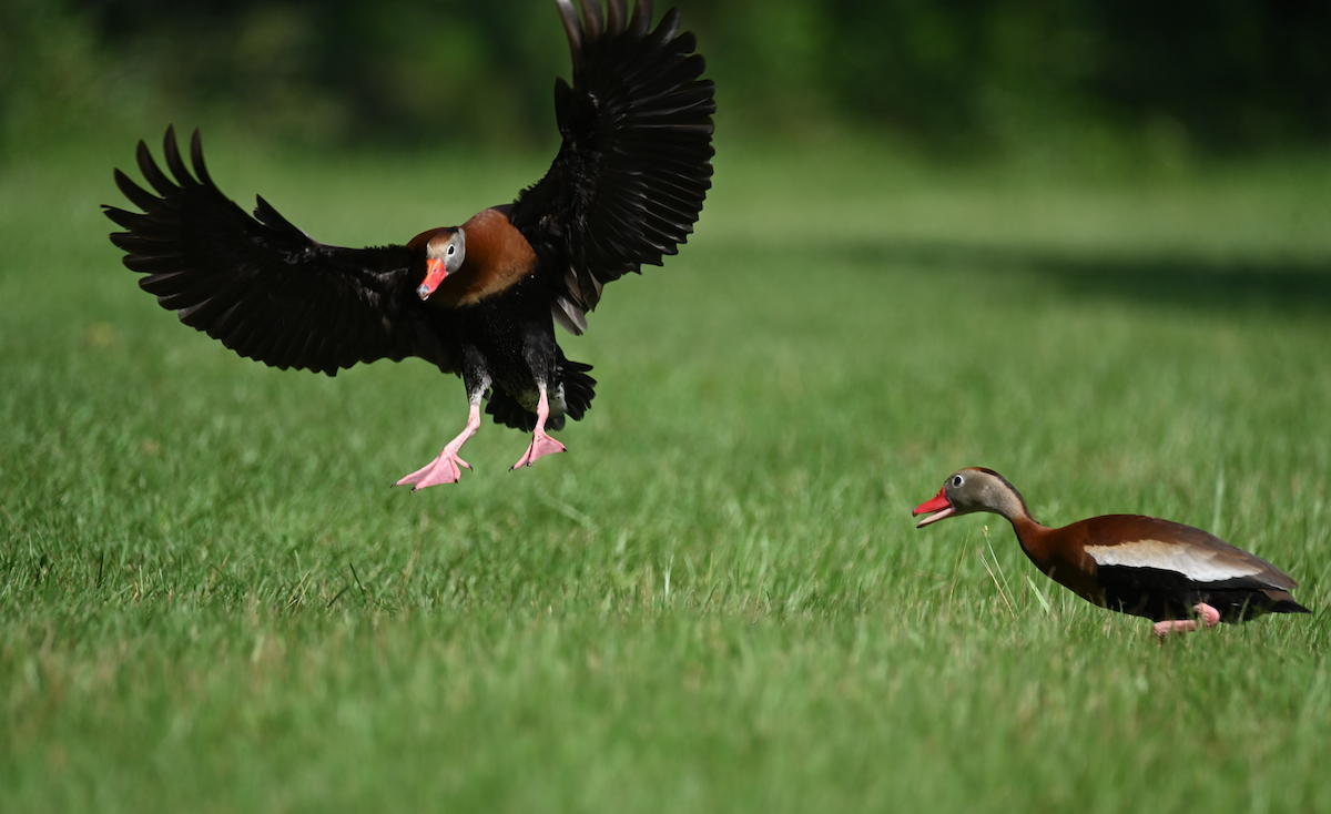 Black-bellied Whistling-Duck - Heather Buttonow