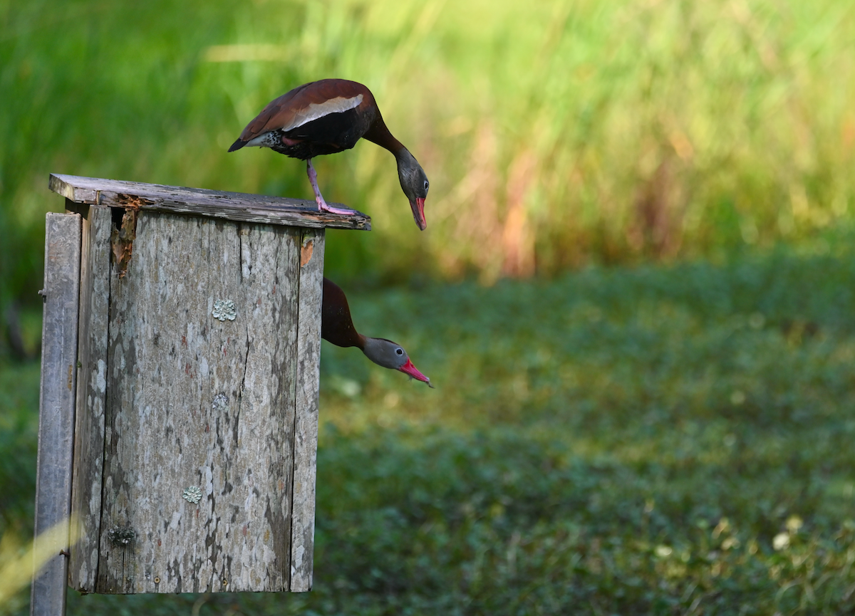 Black-bellied Whistling-Duck - Heather Buttonow