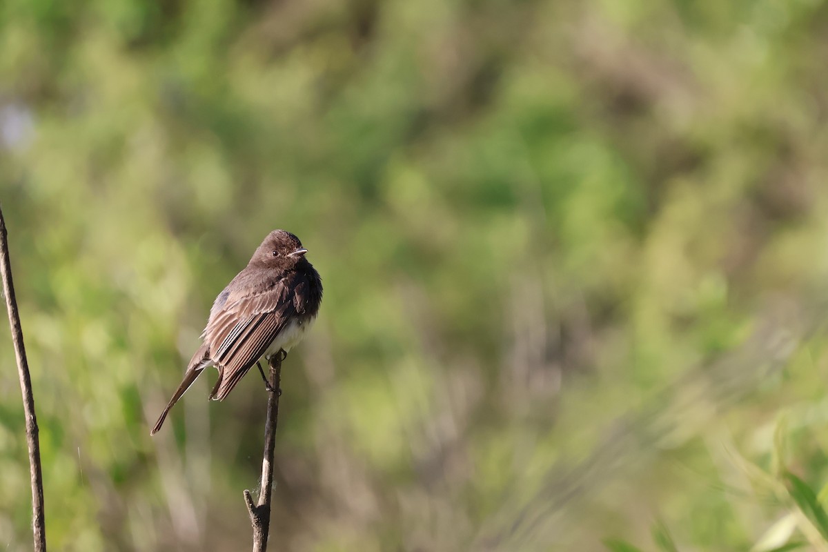 Black Phoebe - Daniel Gillingwater