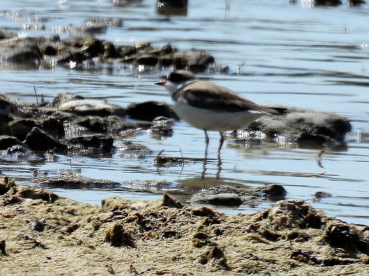 Semipalmated Plover - Melody Walsh