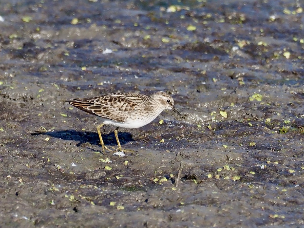 Least Sandpiper - ML619552414