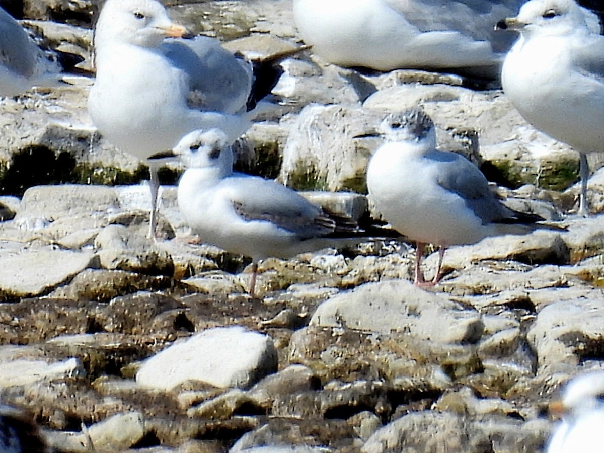 Bonaparte's Gull - Melody Walsh