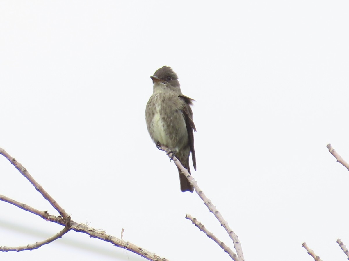 Olive-sided Flycatcher - Annette Megneys