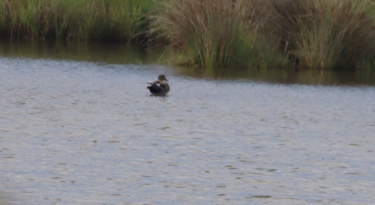 Gadwall - Don & Kate Woodward