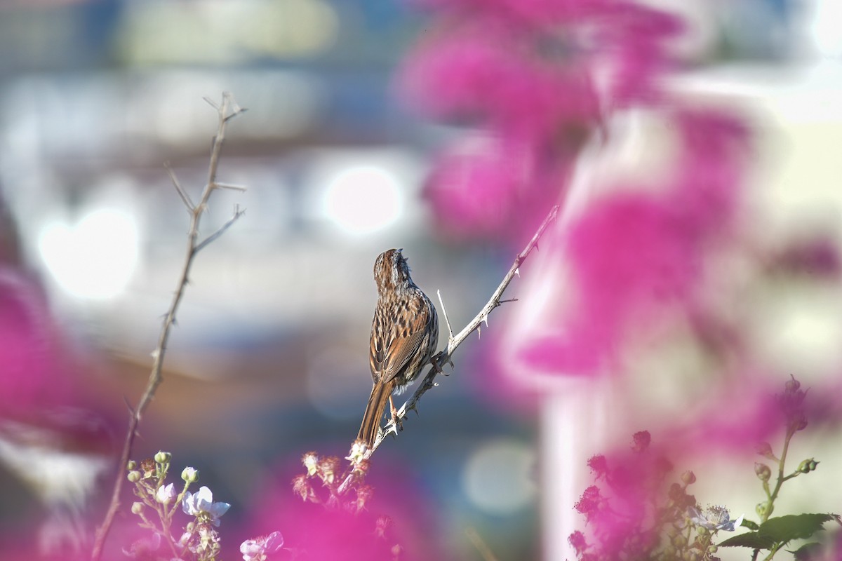 Song Sparrow - francesca pastine
