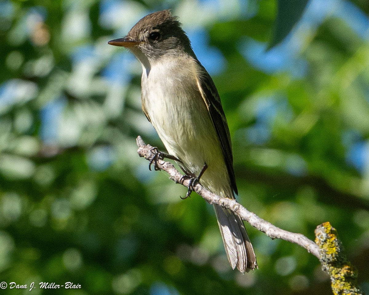 Willow Flycatcher - Dana Miller-Blair