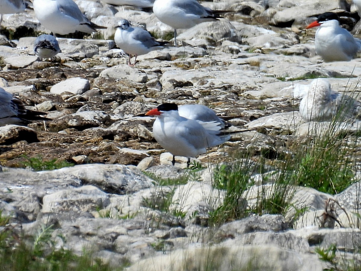 Caspian Tern - ML619552434