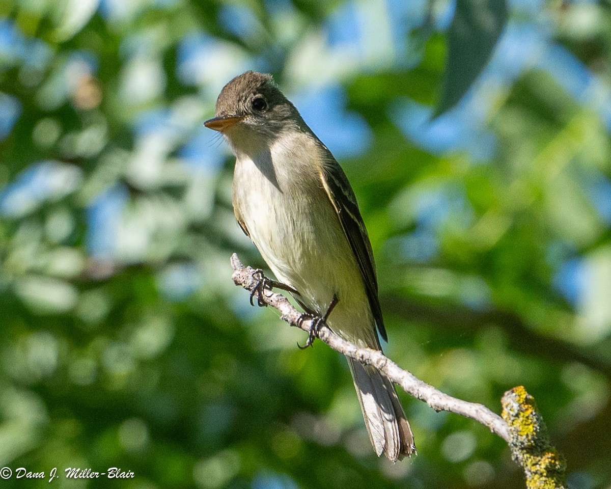 Willow Flycatcher - Dana Miller-Blair