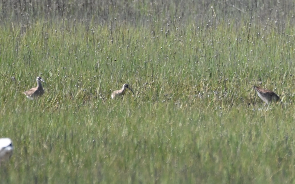 Whimbrel - Heather Buttonow