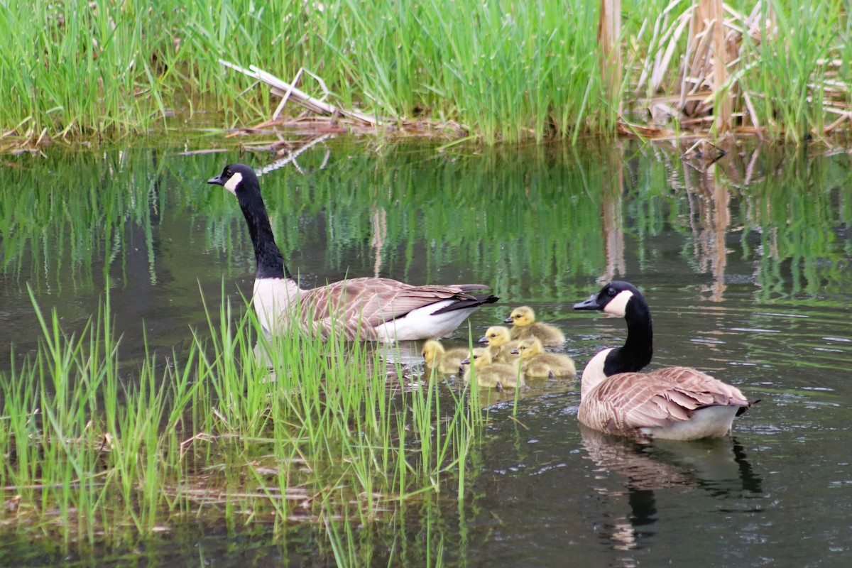 Canada Goose - Cindy Grimes