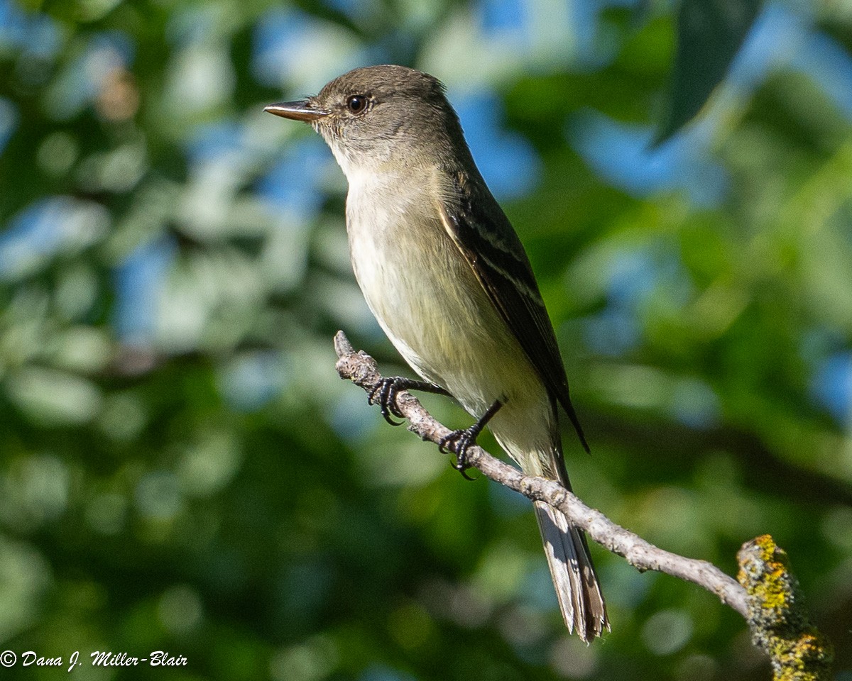 Willow Flycatcher - Dana Miller-Blair