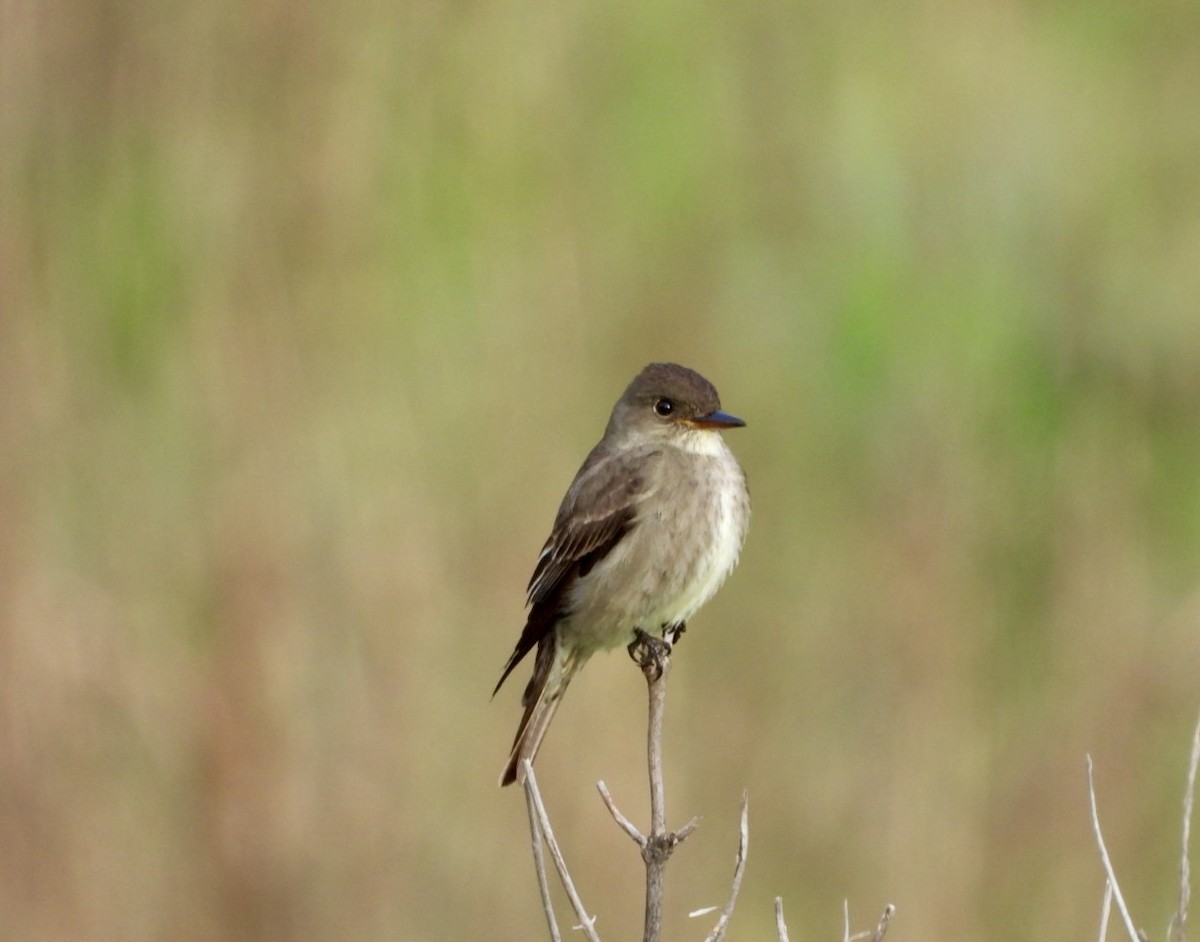 Olive-sided Flycatcher - Cameron Laubach