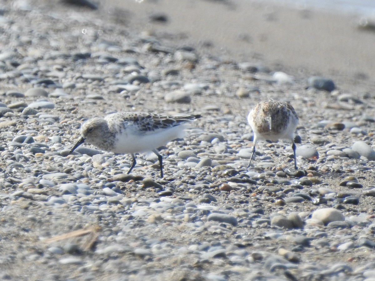 Sanderling - Chris Burris