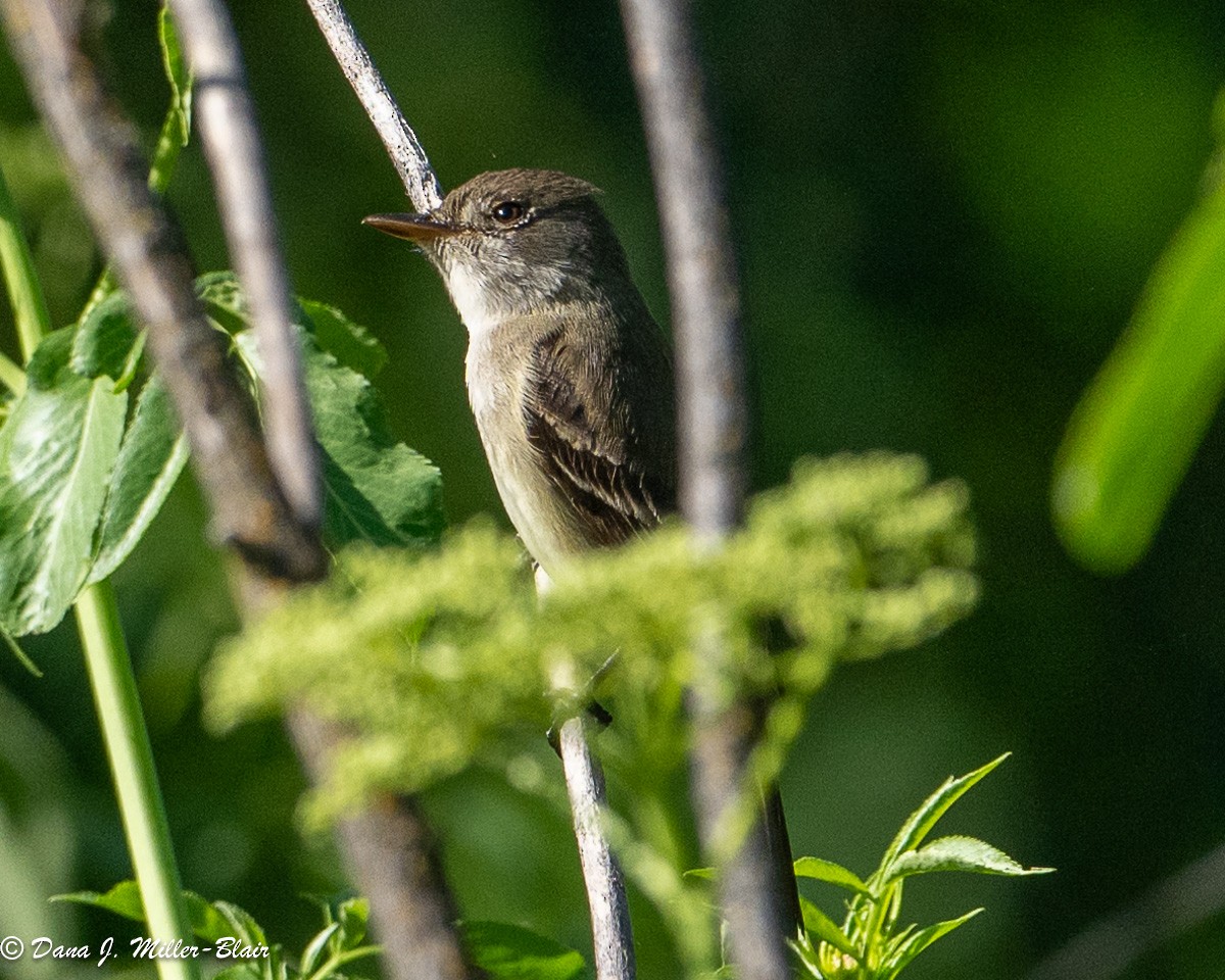 Willow Flycatcher - Dana Miller-Blair