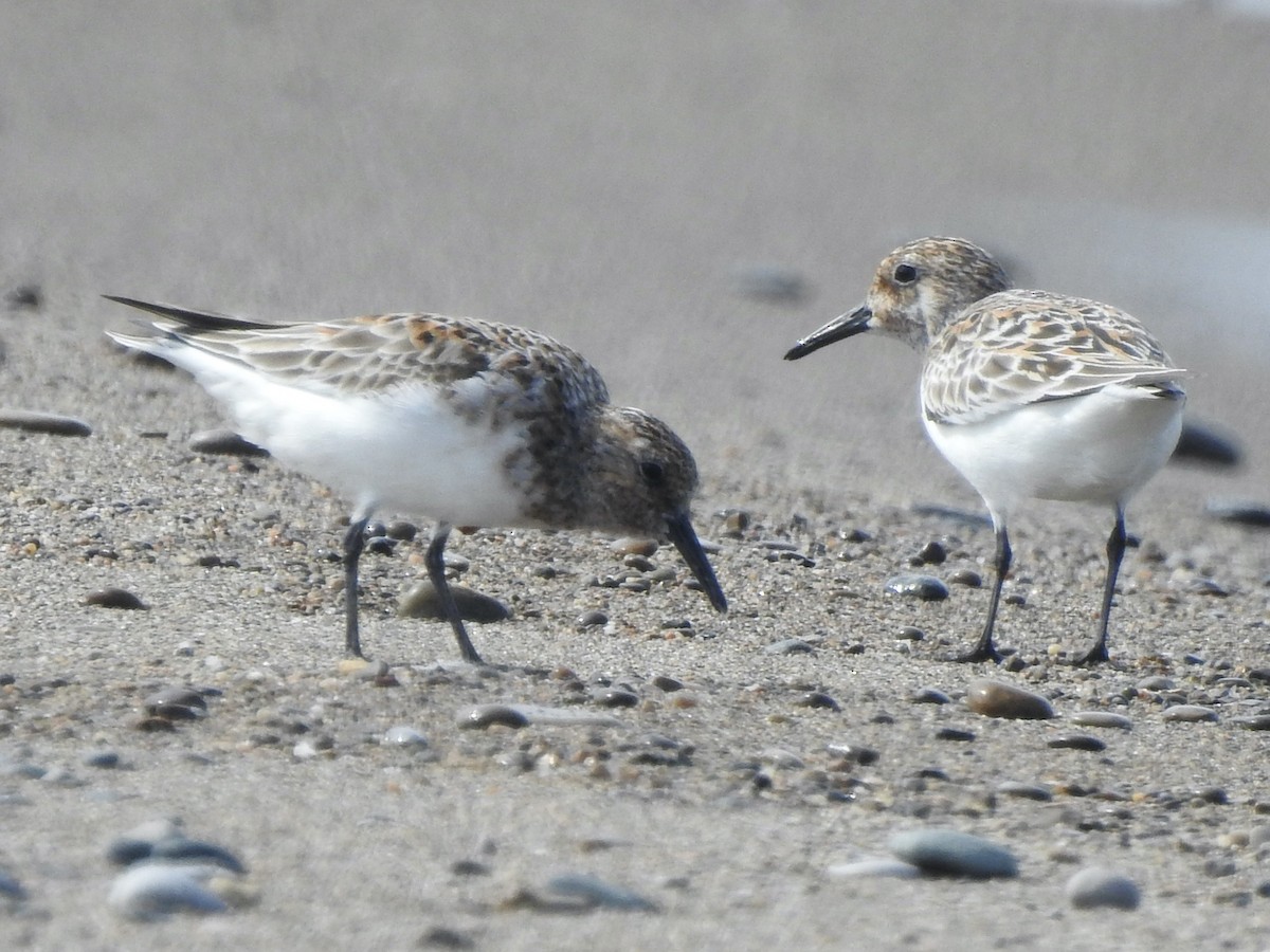 Sanderling - Chris Burris