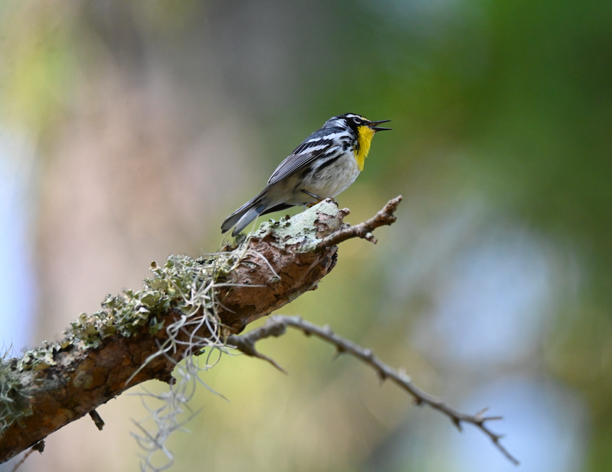 Yellow-throated Warbler - Heather Buttonow