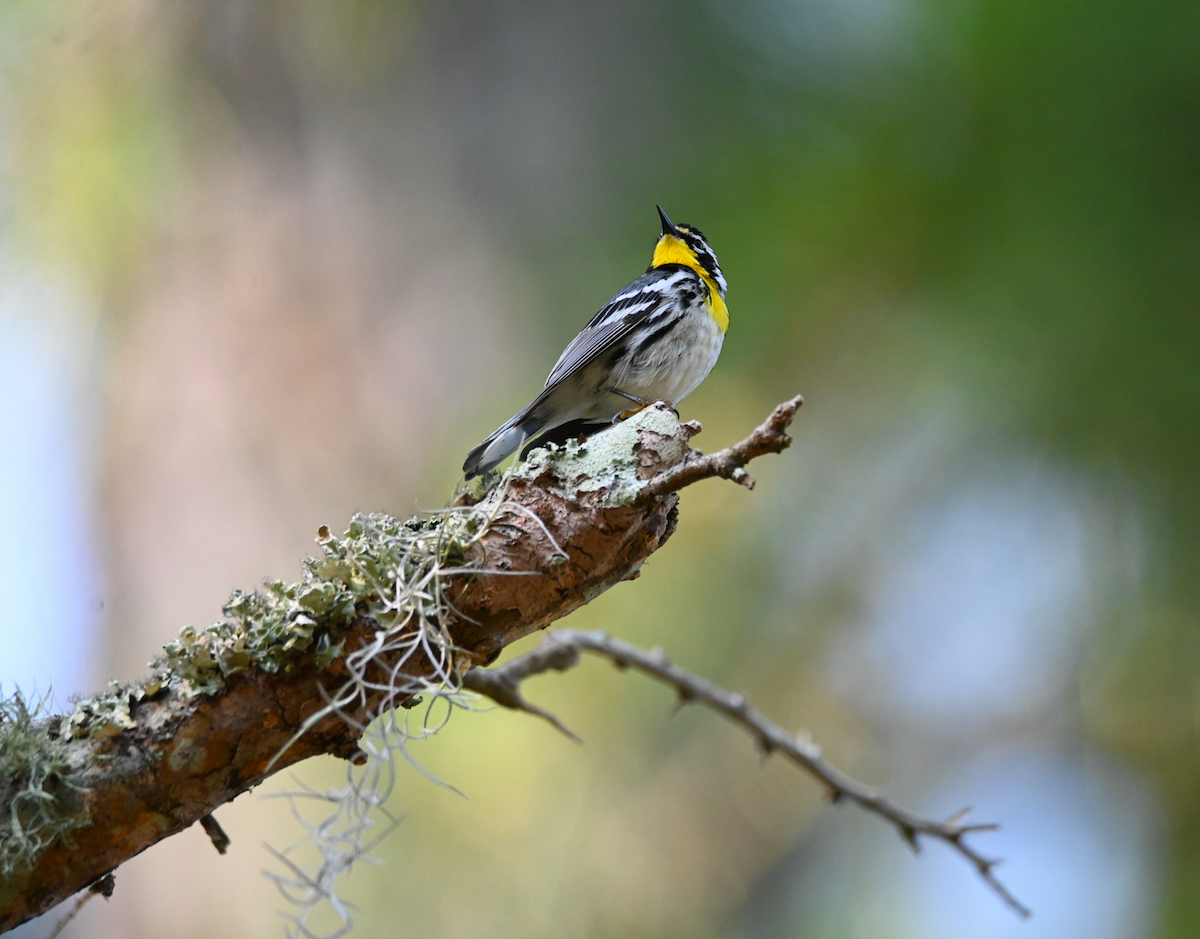 Yellow-throated Warbler - Heather Buttonow