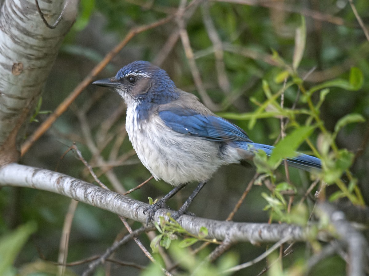 California Scrub-Jay - Michael Rieser