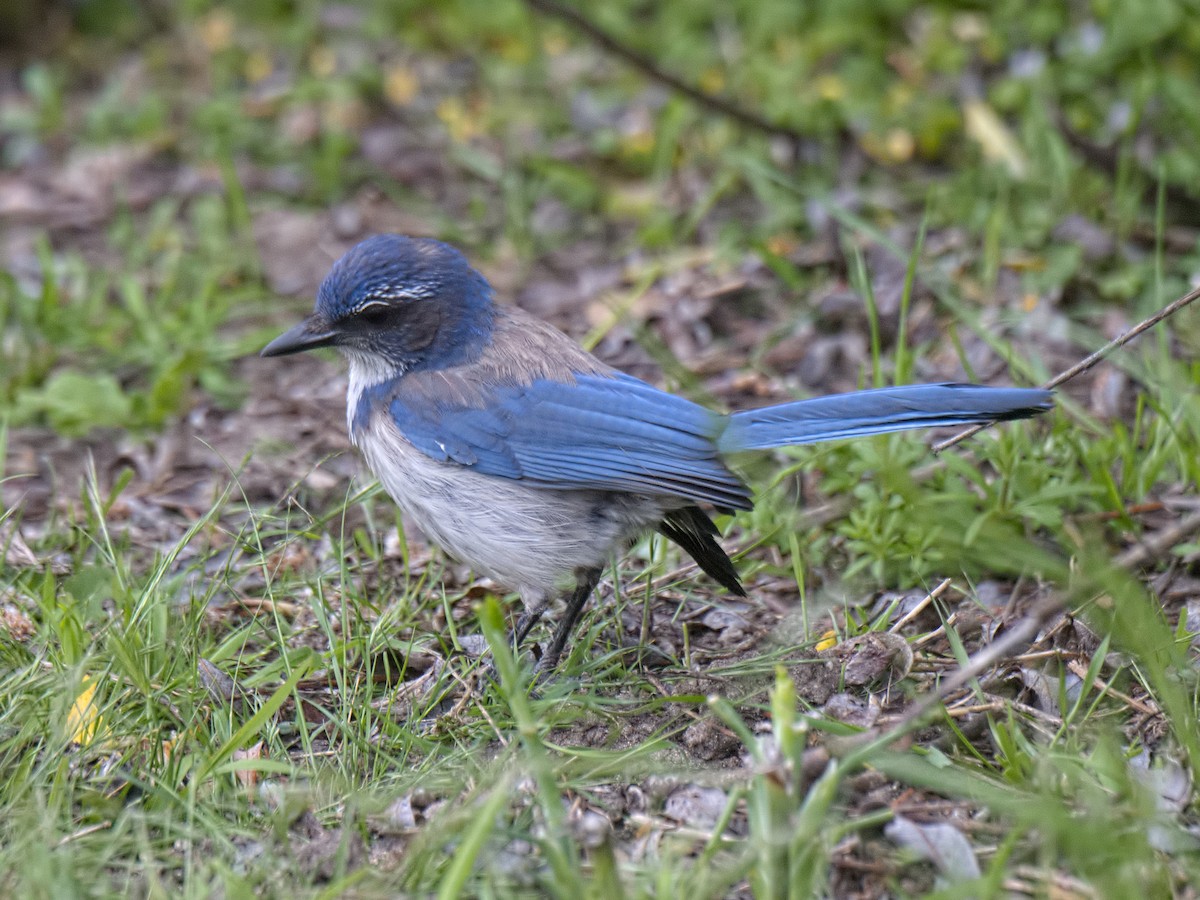 California Scrub-Jay - Michael Rieser