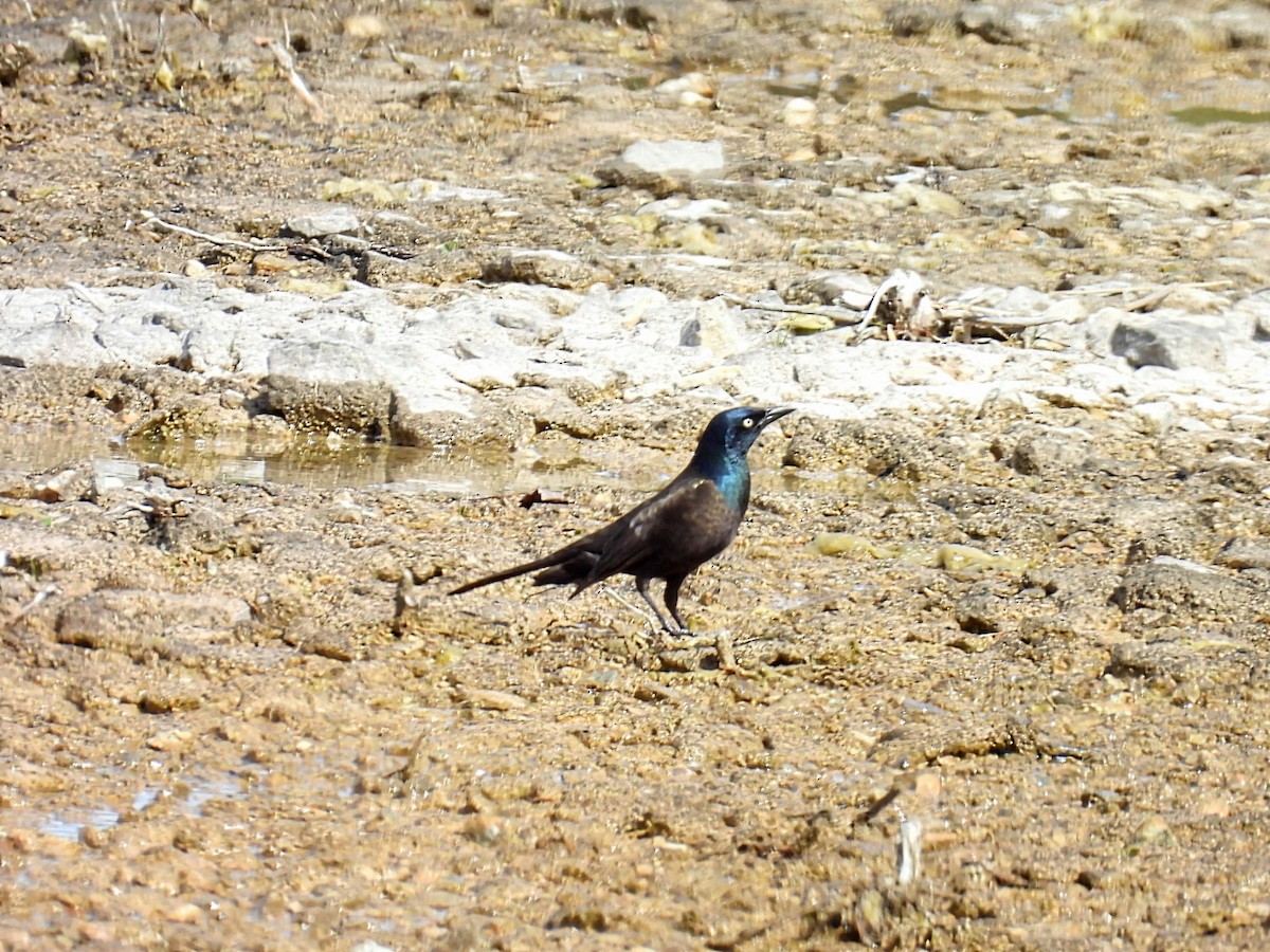 Common Grackle - Melody Walsh