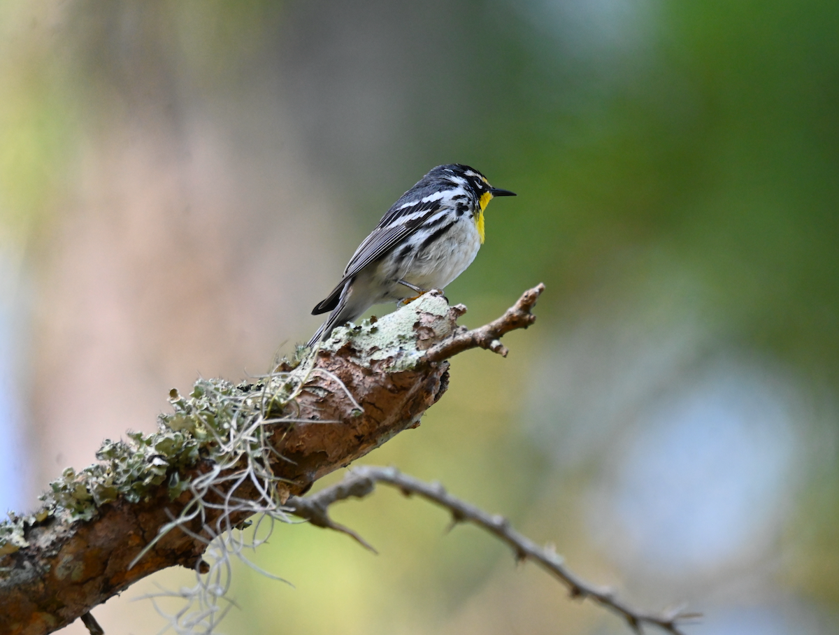 Yellow-throated Warbler - Heather Buttonow