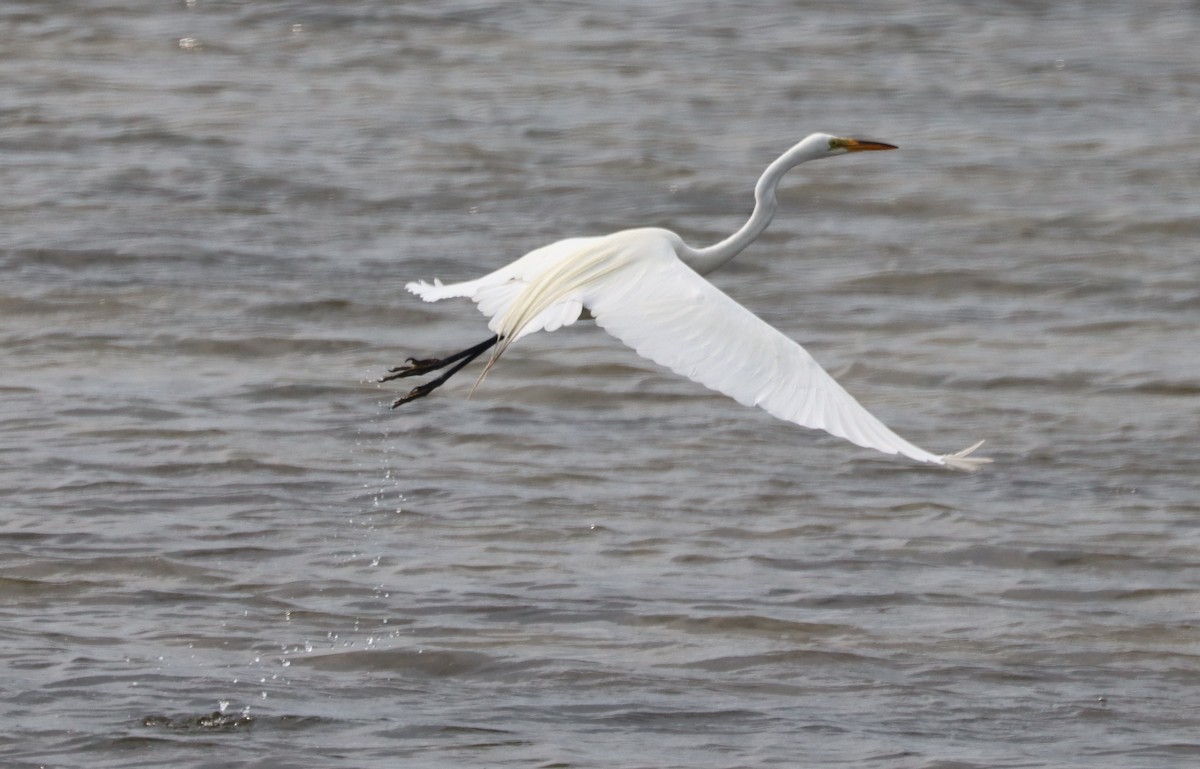 Great Egret - Don & Kate Woodward