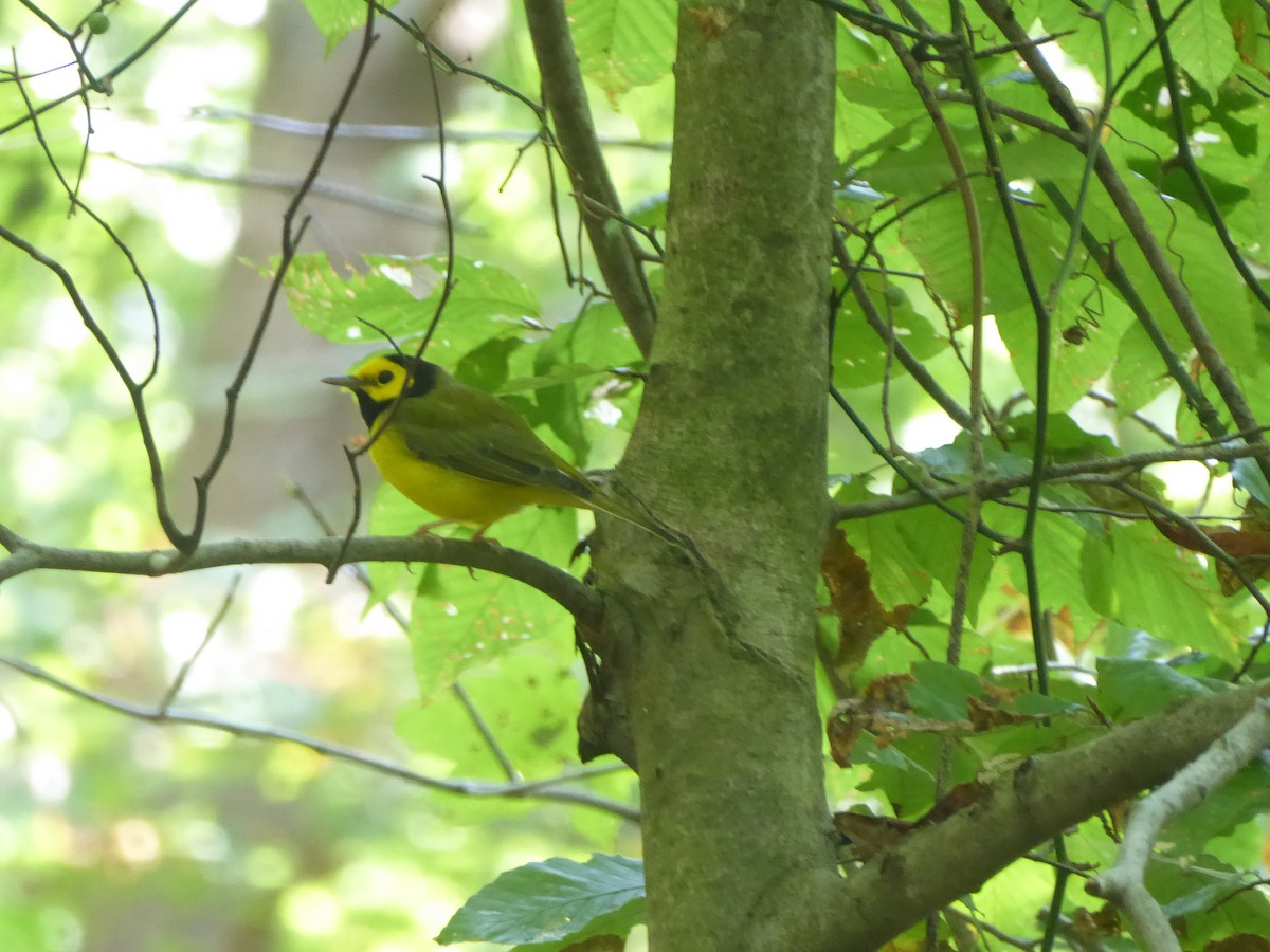 Hooded Warbler - Mara Flynn