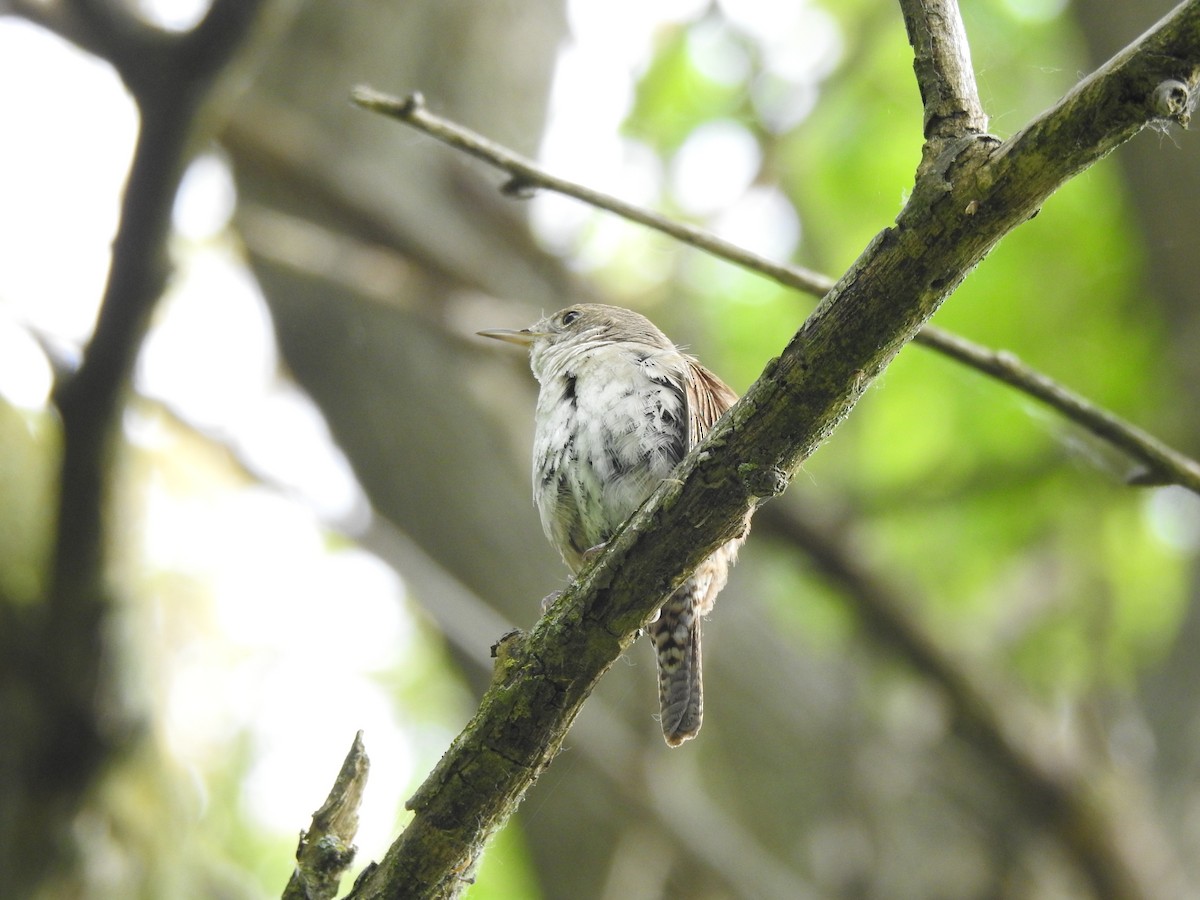 House Wren - Chris Burris