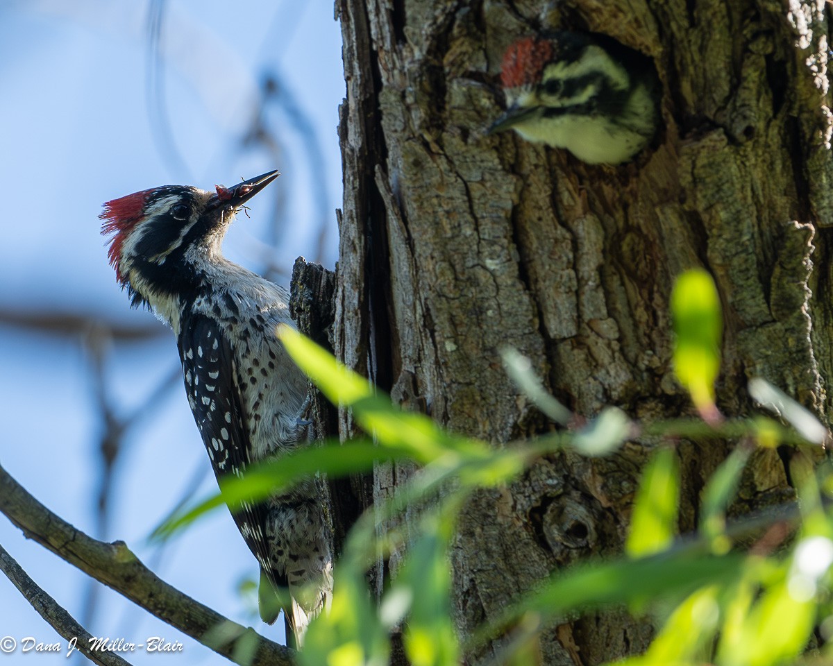 Nuttall's Woodpecker - Dana Miller-Blair