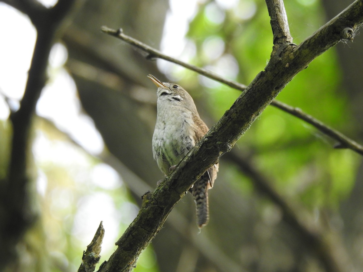 House Wren - Chris Burris